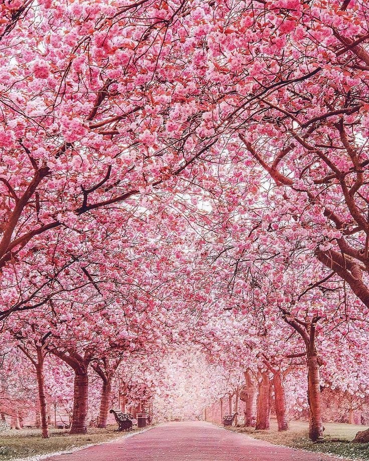 Haiku – Medium