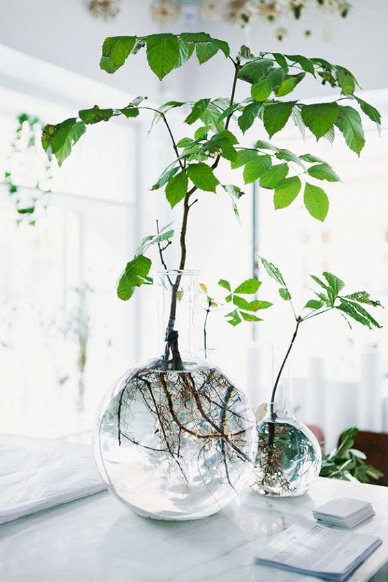 15 Amazing Indoor Water Gardening Ideas Gardentips Me Medium
