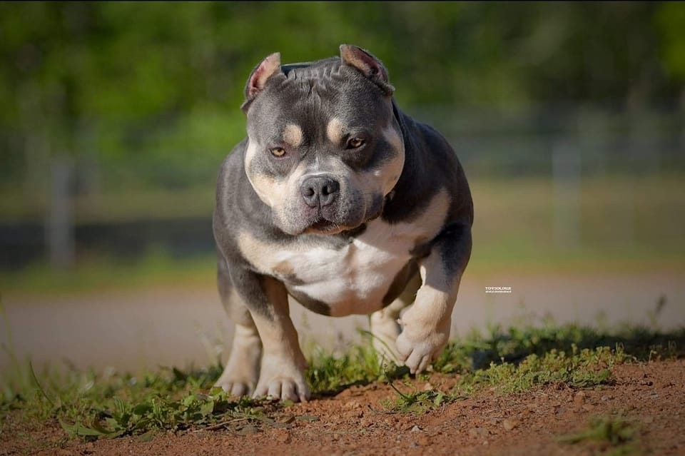Incredible Pocket Bully Puppies For Sale #1 American Bully Bloodline