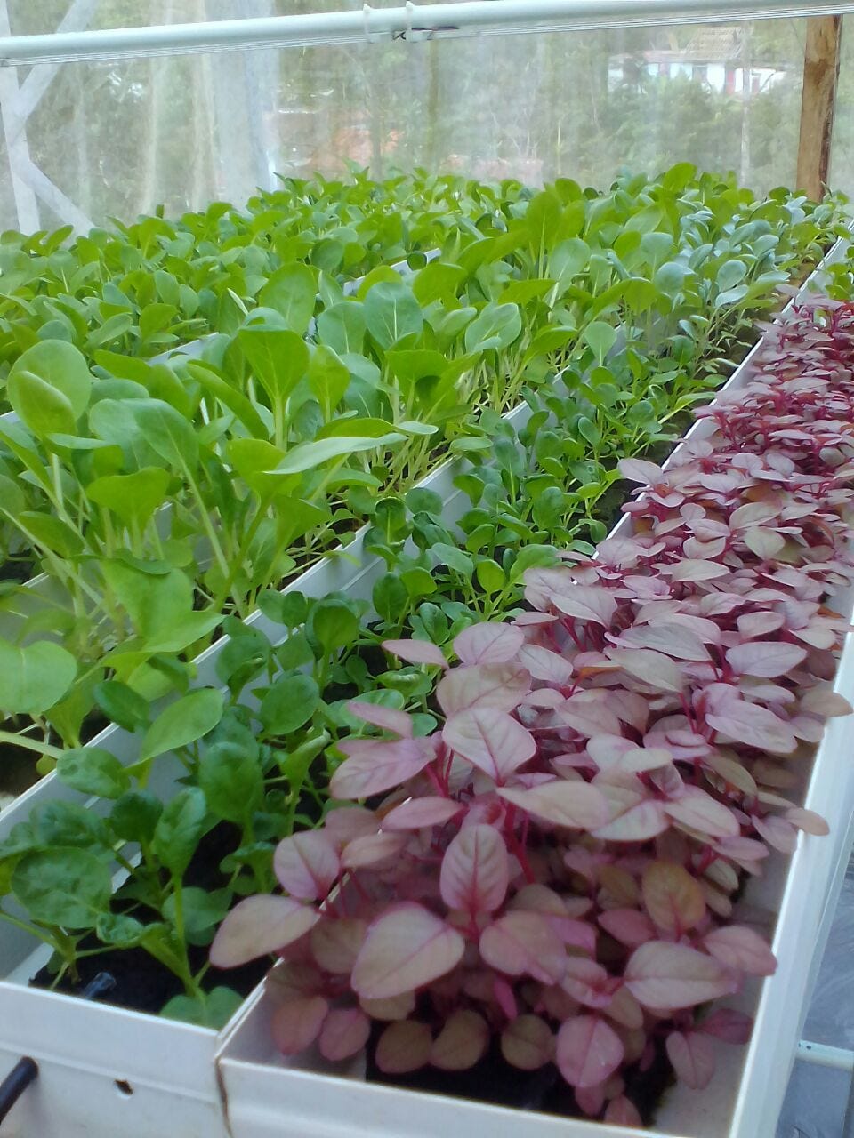 jual cocopeat jakarta utara  sel  media