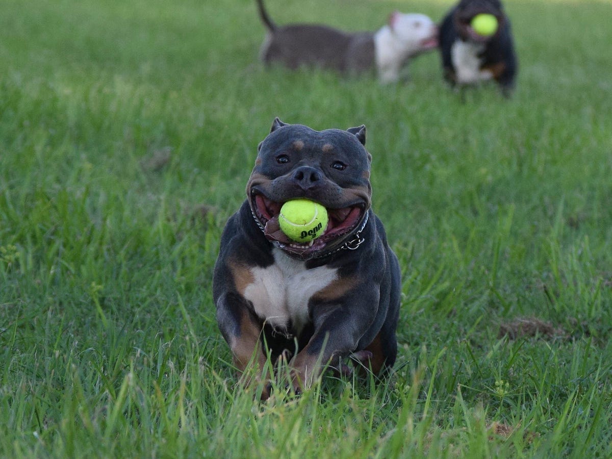 TOP POCKET AMERICAN BULLY BREEDERS – BULLY KING Magazine – Medium