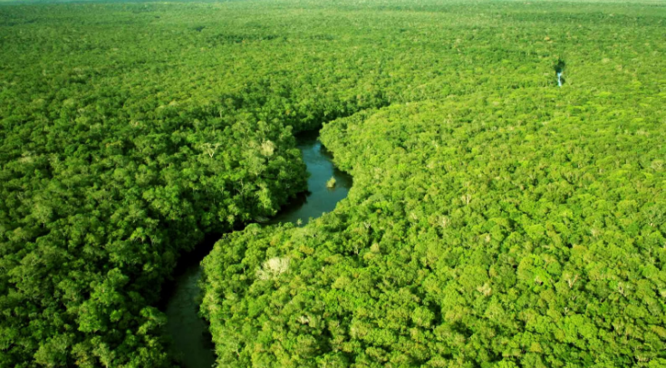 List of 5 Countries with Largest Forests in the World