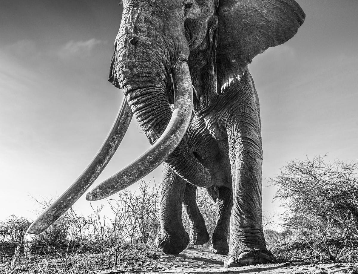 photo-lugard-the-world-s-biggest-big-tusker-elephant