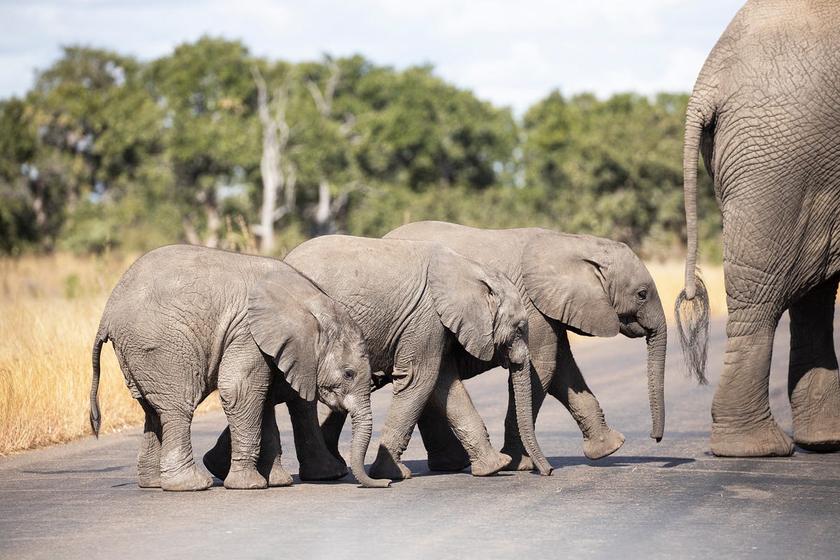 SNC South Africa Conservation Photography 2019 - Medium