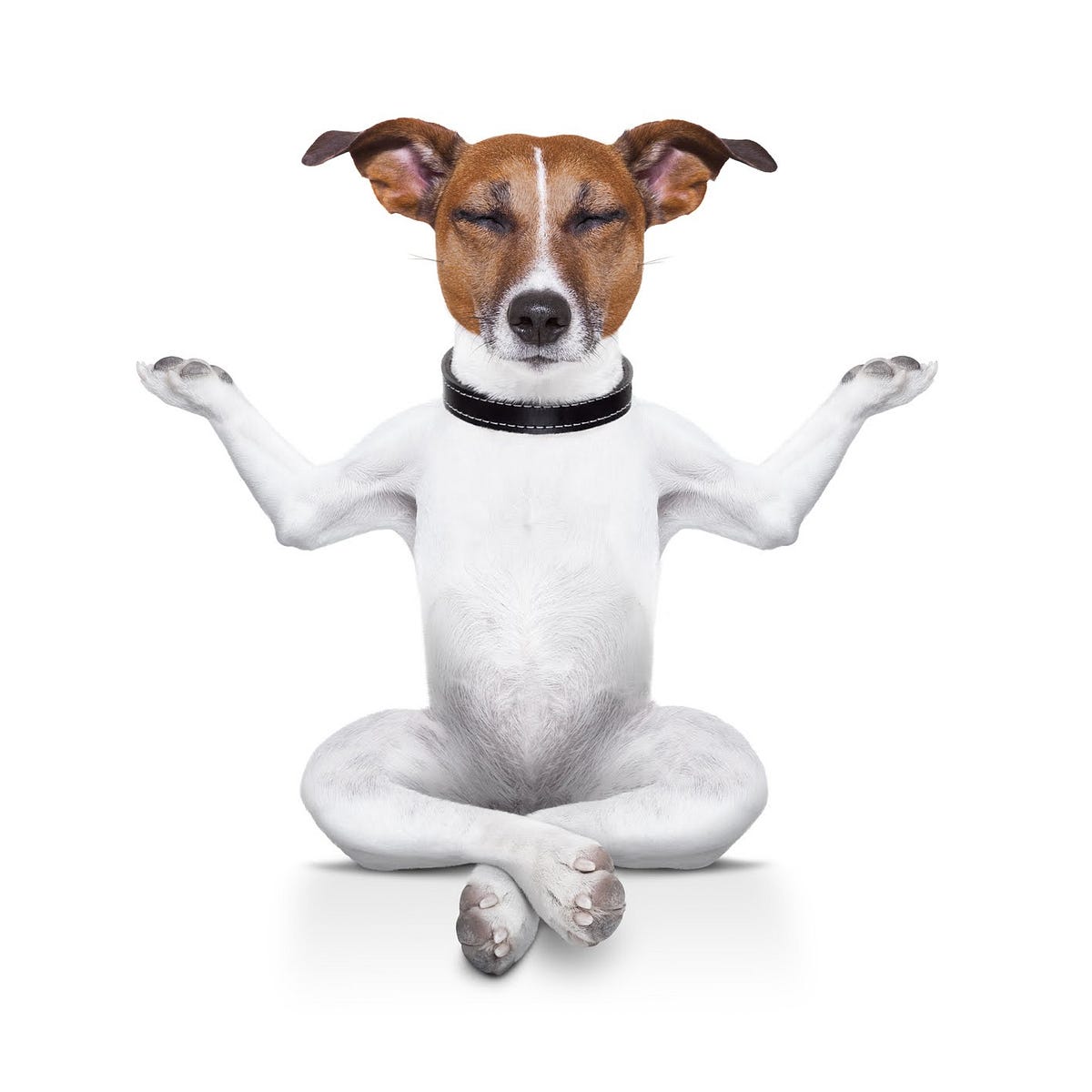 Create calm space for your dog