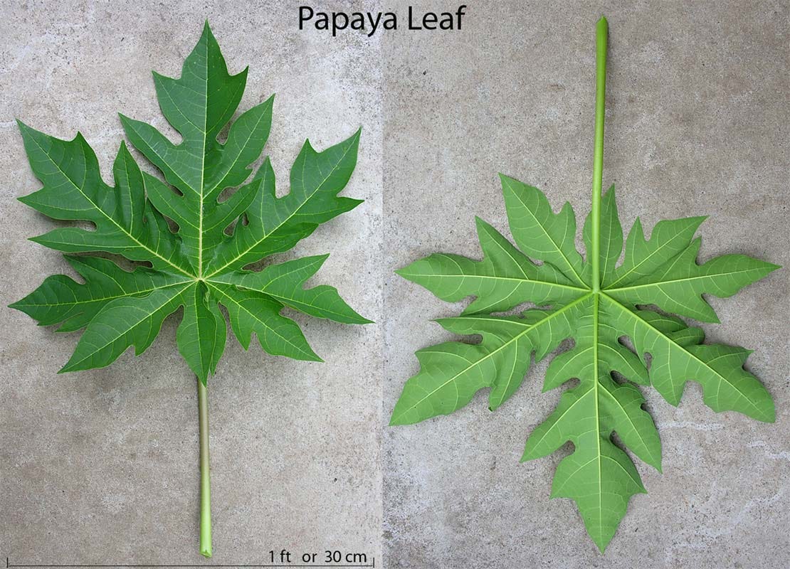 Papaya Leaf Extract as a way to prevent Malaria and Dengue