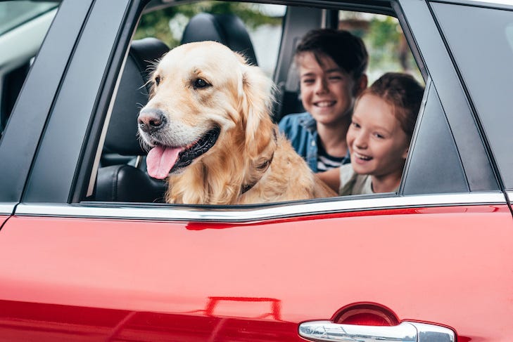 how to travel with a dog