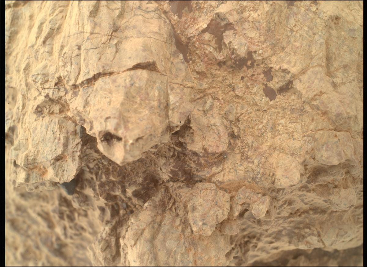 The Martian Turtle That Made Me Stop Scrolling