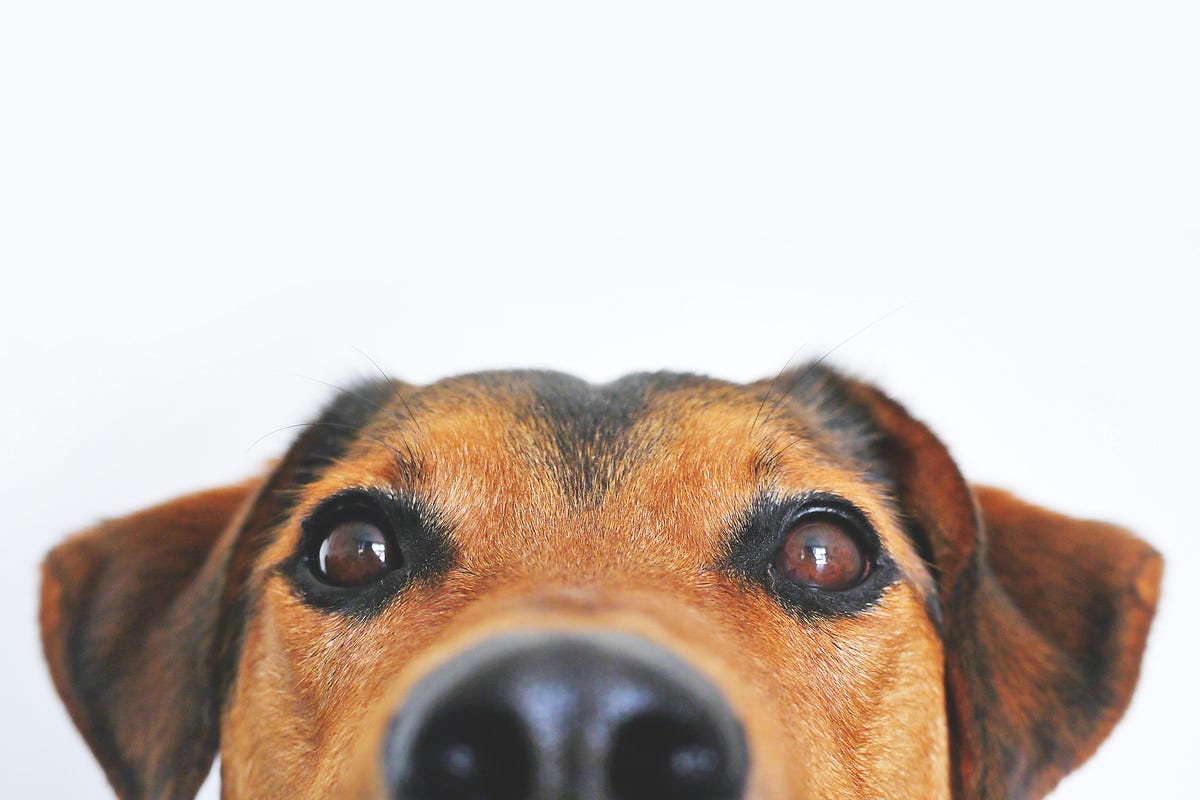 Dogs don’t suck so why does enterprise software?