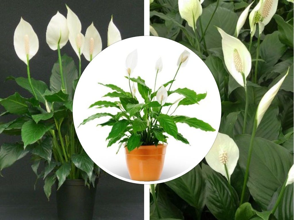 Plant Care Tip #2 — The Spathiphyllum – Brook Plants – Medium