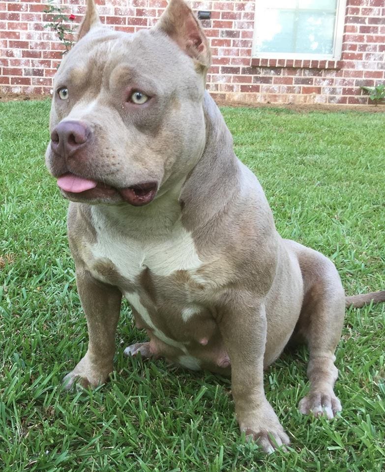 LILAC (CHAMPAGNE) & LILAC TRI COLORED AMERICAN BULLY CLONES