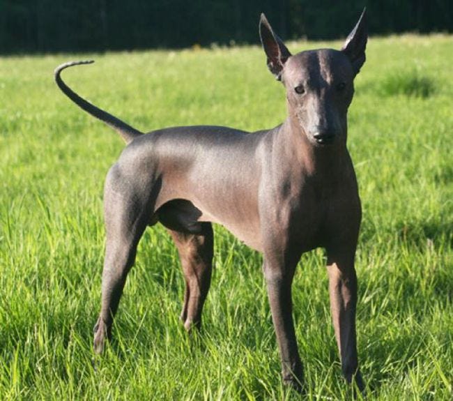 20 Cosas Que Debes Saber Del Xoloitzcuintle Happy Can Camp Medium