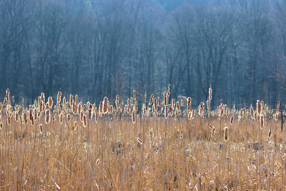 Restored and Restocked Alder Pond gets New Life Summit Metro Parks Medium