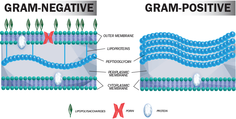 Why are gram-negative bacteria resistant to antibiotics?