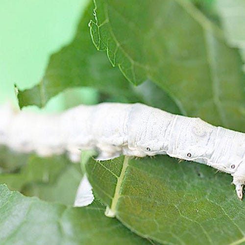 Facts of Silkworms Vansilk Medium