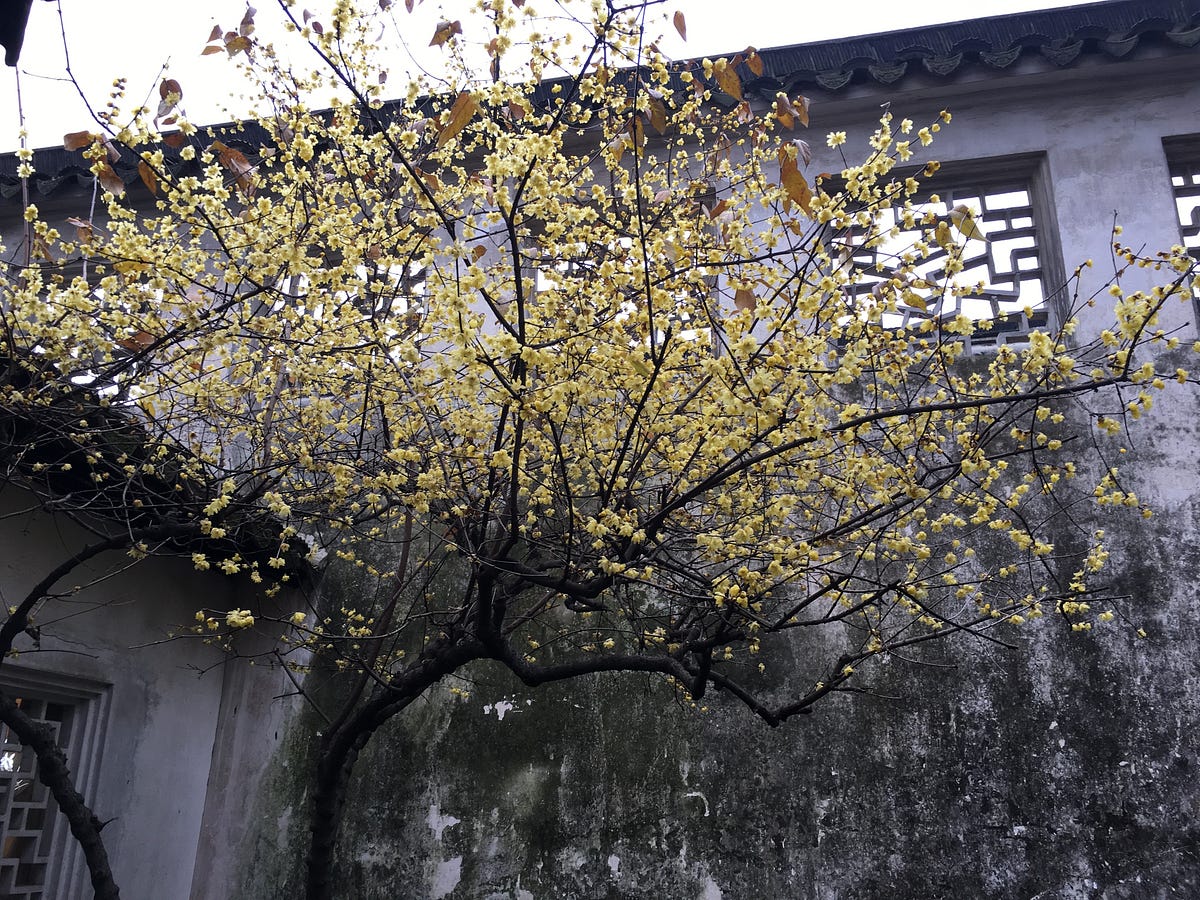 raw-image