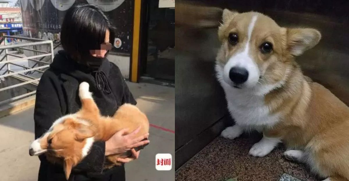 Woman asks for money to return girl’s lost dog, ends up throwing it out 6th floor window