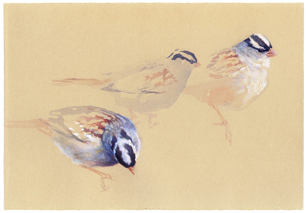 A Feminist Revolution In Birding