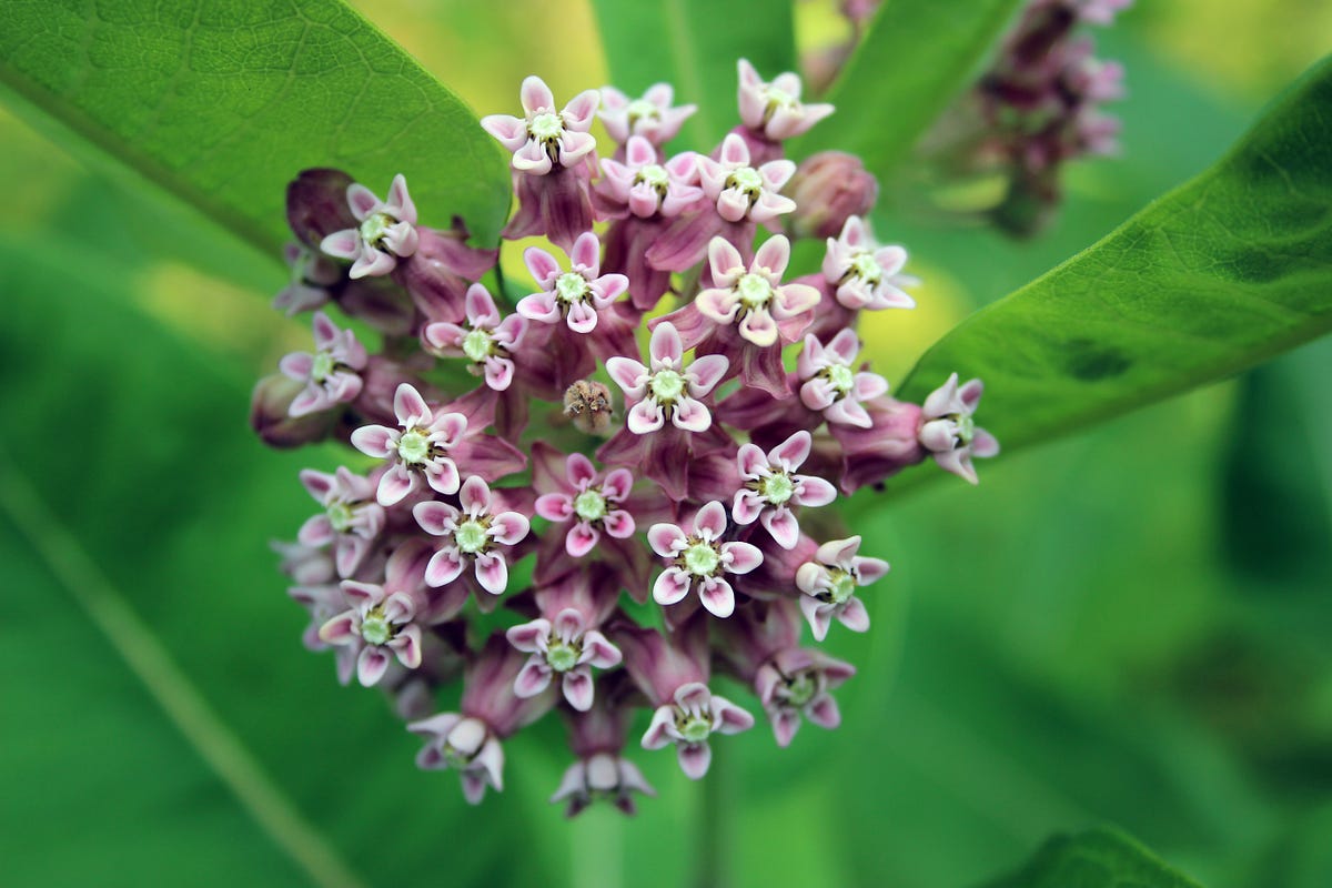 Spreading Milkweed, Not Myths - Updates from the U.S. Fish ...
