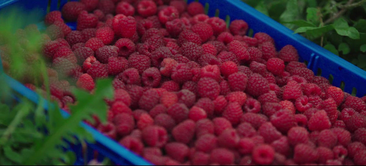 Pioneering the Production of Raspberries 2 0 3 0 Medium