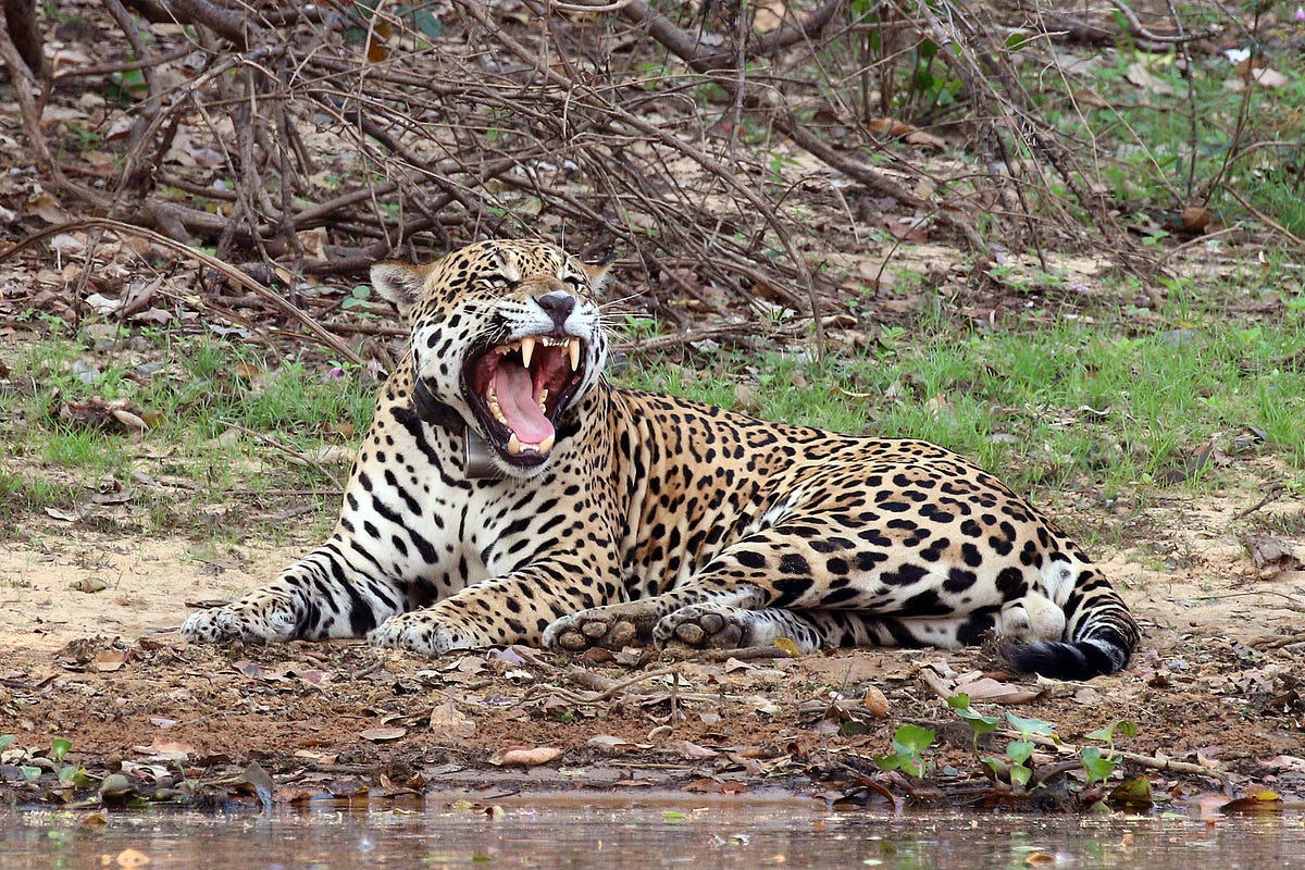 Wildlife for Sale: Jaguars Are the New Trafficking Victims in Bolivia