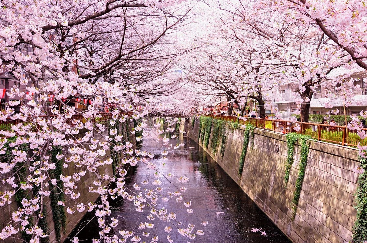 Best Sakura  Spots in Tokyo  Vol2 Meguro River JW Web 