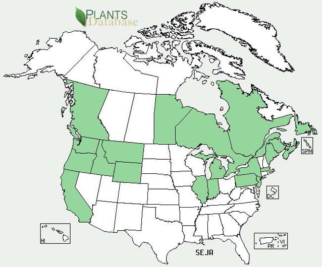 Distribution of tansy ragwort in North America