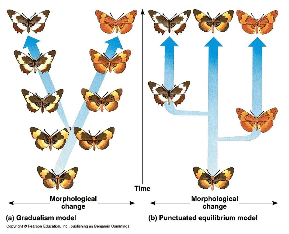 It’s Not Disruption, It’s Punctuated Equilibrium – I. M. H. O. – Medium