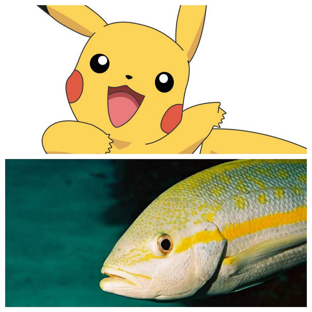 Pokémon Vs. Deep Sea Fishing Hommily Blog Medium