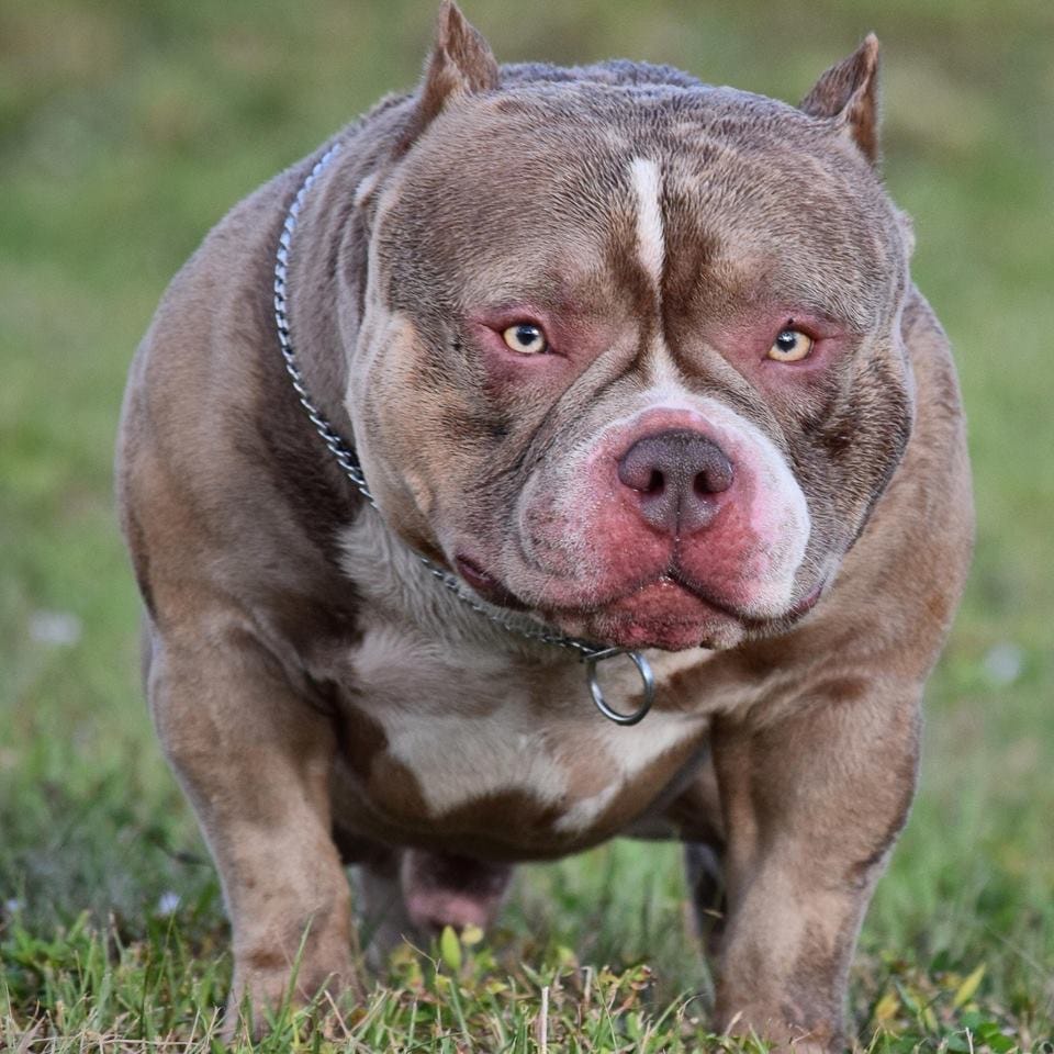 HOW MUCH DOES AN AMERICAN BULLY COST? Texas Size Bullies