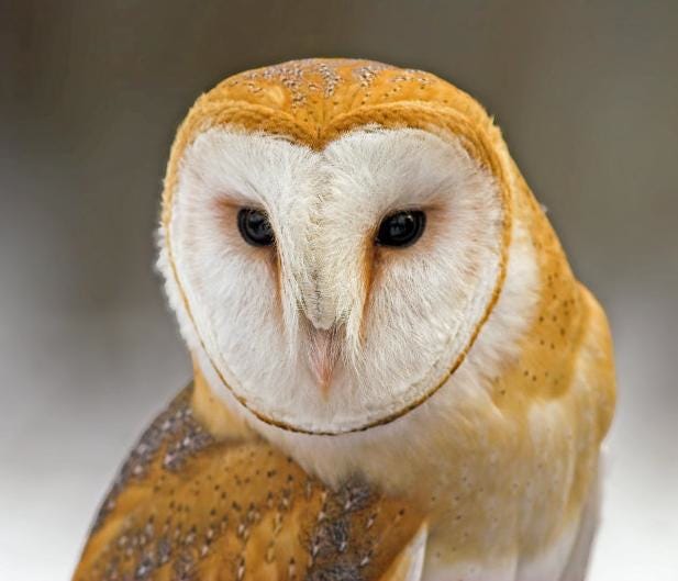 Is There A Difference Between A Barred Owl And A Barn Owl