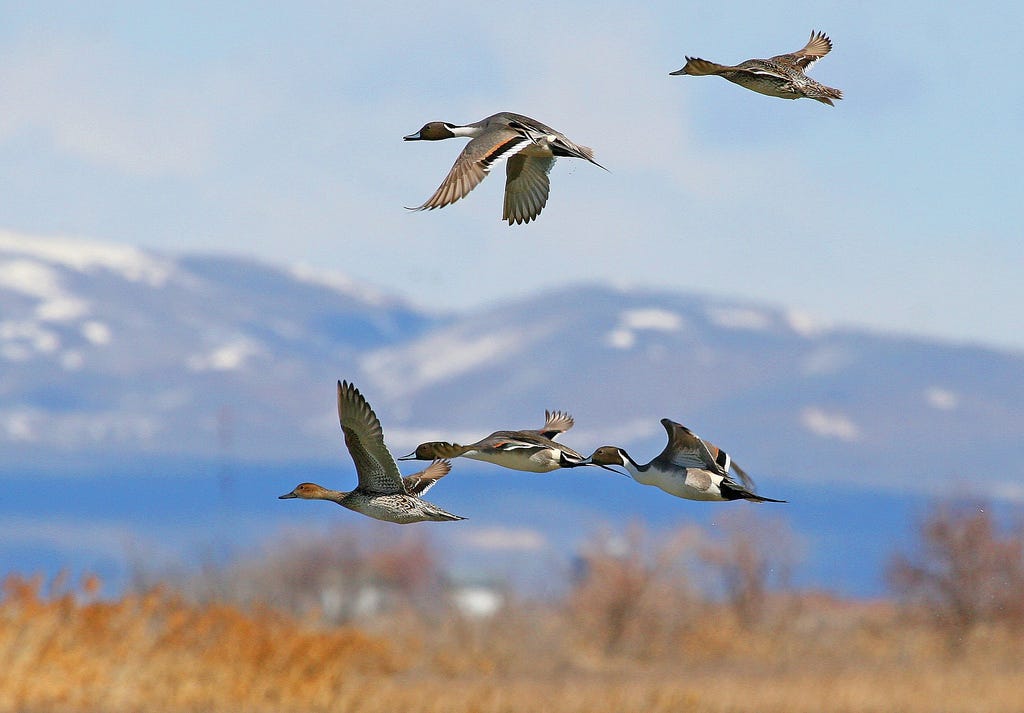A Festival Of Cranes Bay Nature >> Noteworthy Birding Festivals Of 2017 Updates From The U S Fish A Festival Of Cranes Bay Nature >> Noteworthy Birding Festivals Of 2017 Updates From The U S Fish