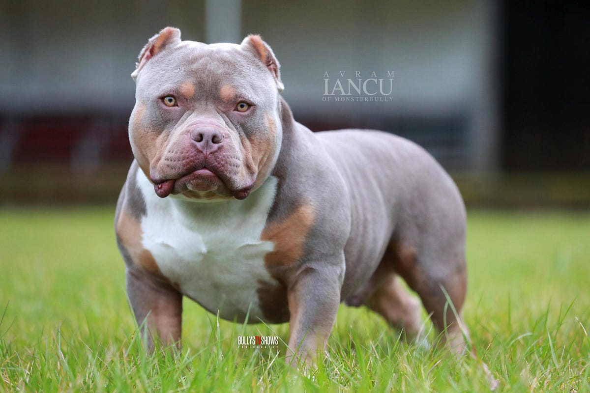 The Top American Bully Stud Videos – BULLY KING Magazine – Medium