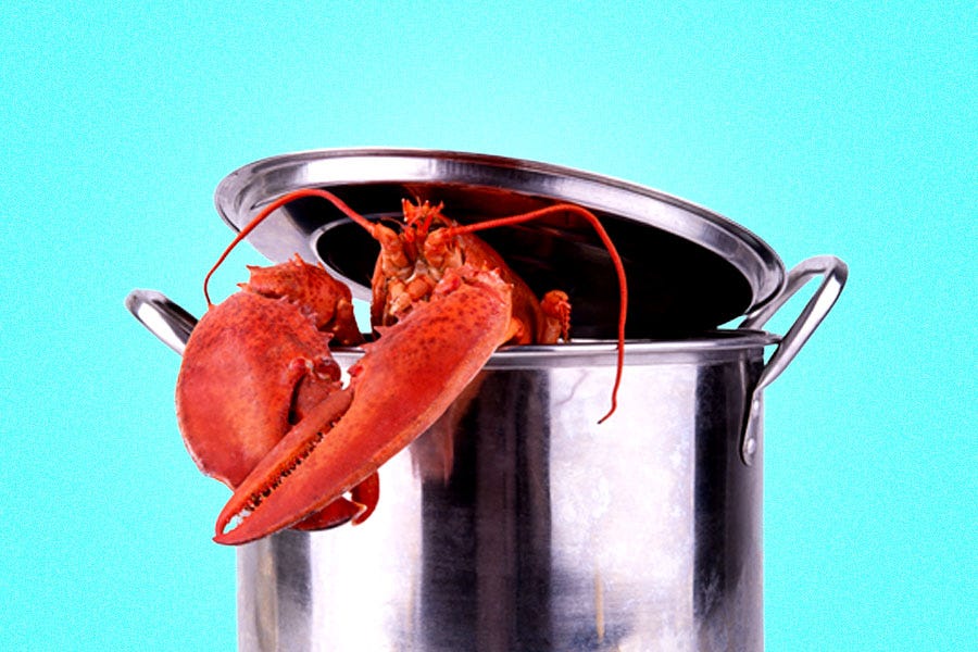 Why Are We Still Boiling Lobsters Alive? MEL Magazine