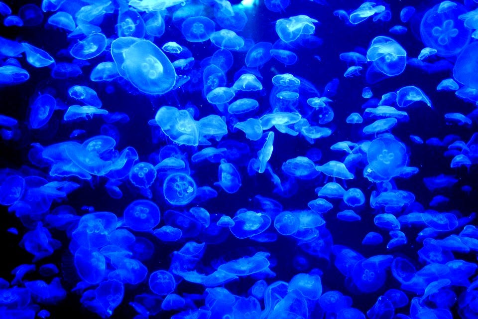 Collective Intelligence Medium