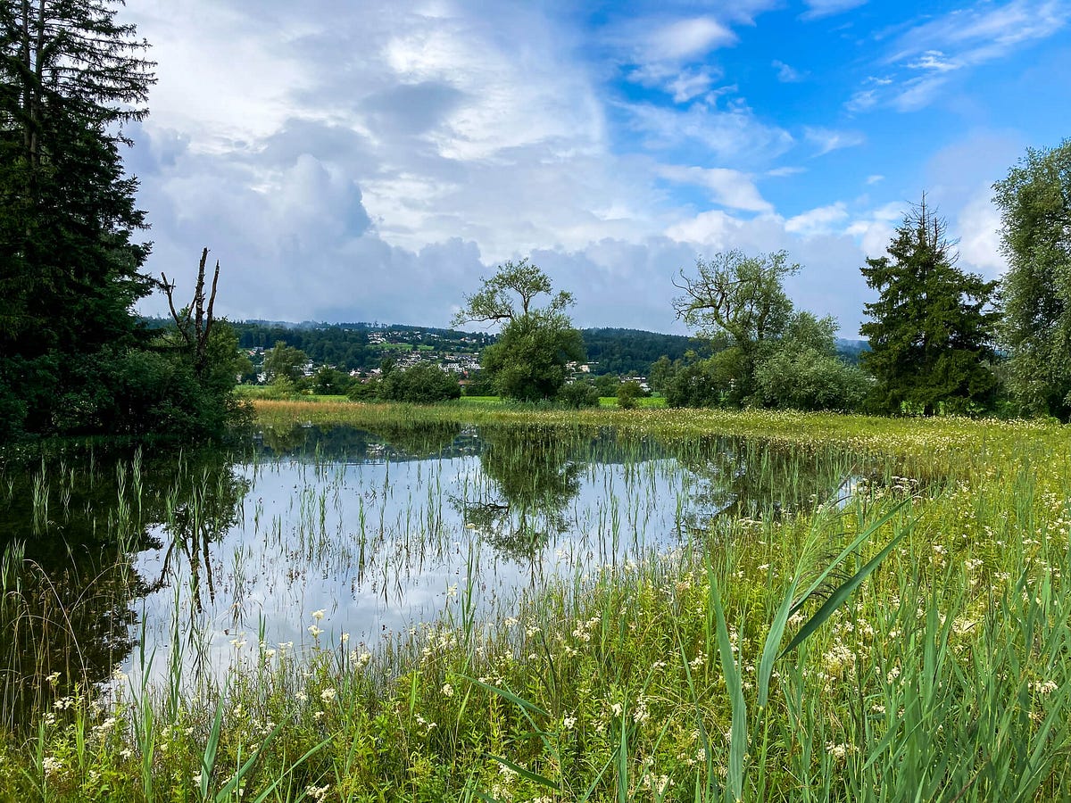 Nature scene with lake bordered by wildflowers and trees. 