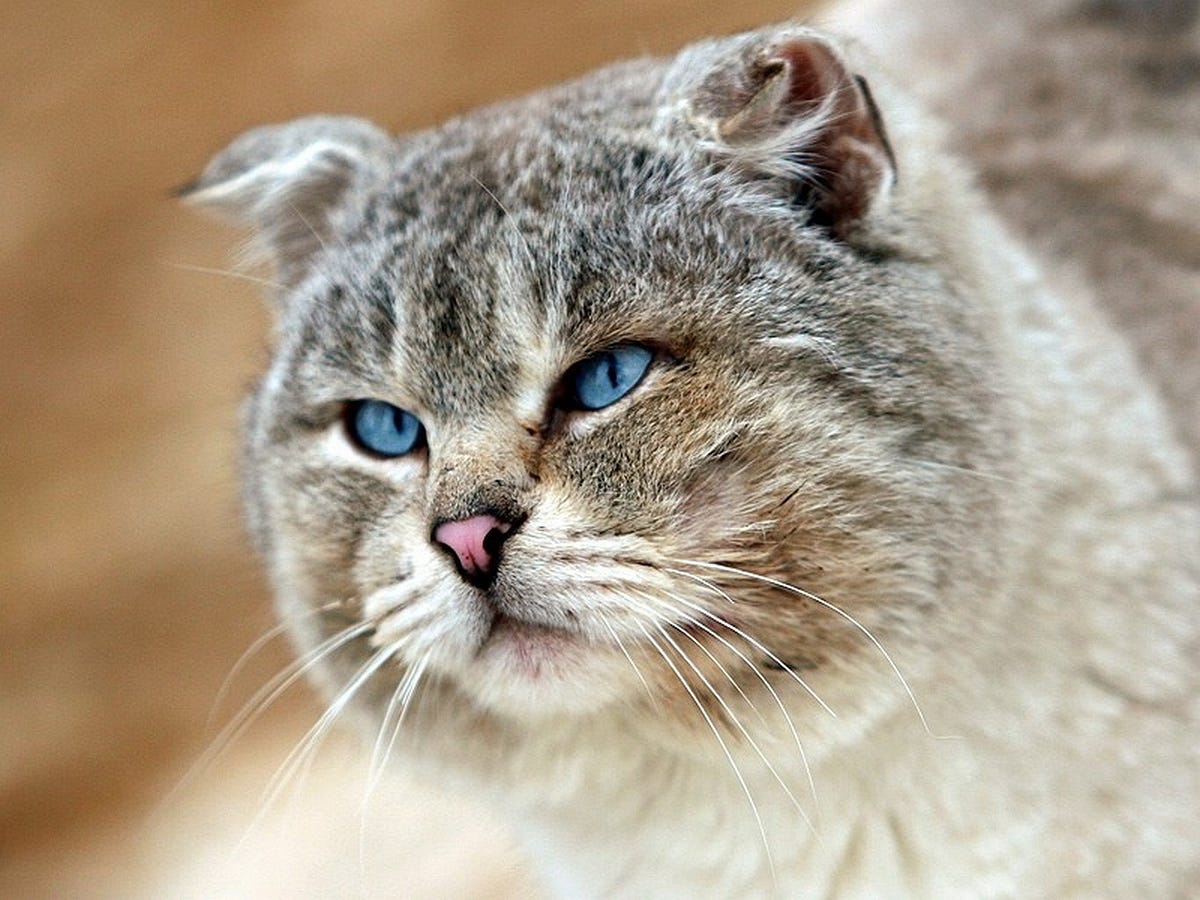 Коровка, картинки смотреть с надписями