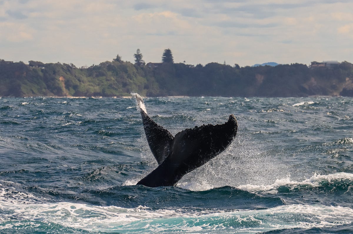 Tail of Humpback Whale at Port Macquarie, New South Wales, Australia