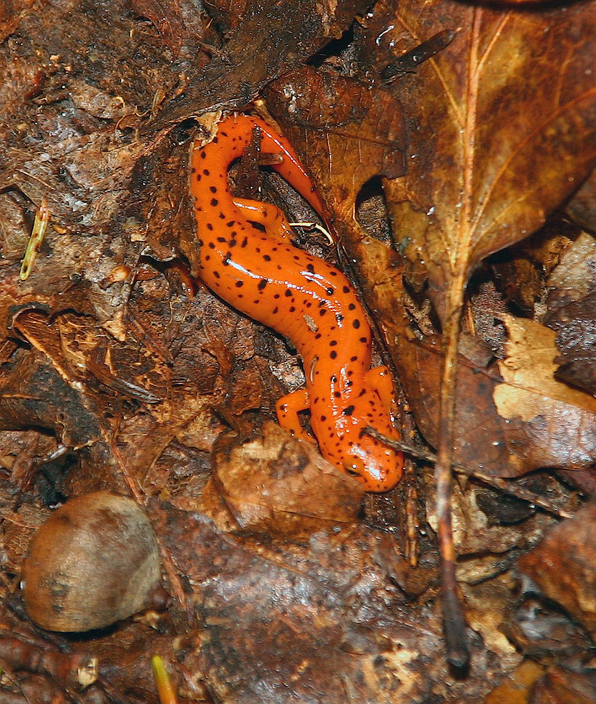 Species Spotlight Northern Red Salamander Mohonk Preserve Medium