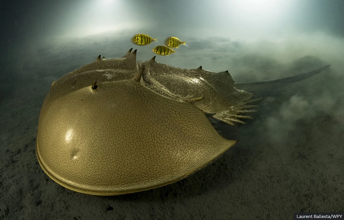 Laurent Ballesta’s horseshoe crab
