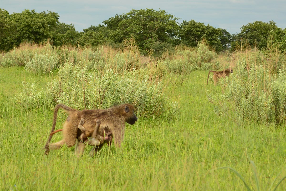 Stuck With Wild Animals Simon Seyer Medium