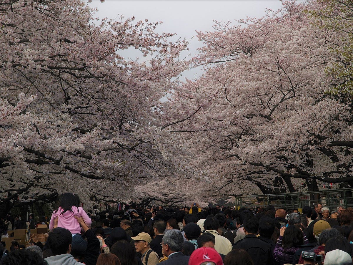 Ueno Park Cherry Blossoms 2019 – Japan Travel Guide -JW Web Magazine