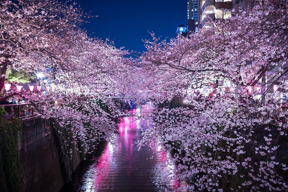 Meguro River Cherry Blossoms 2019 – Japan Travel Guide -JW Web Magazine