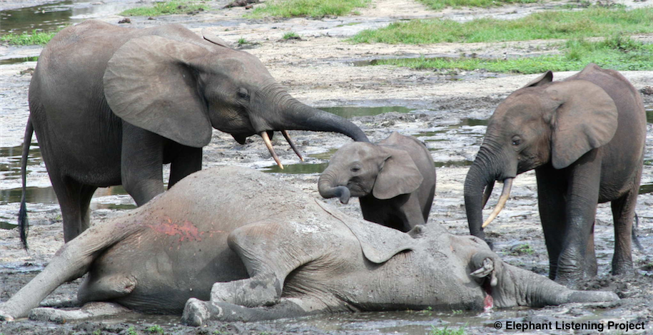 The Long Term Effects of Poaching on Forest Elephants