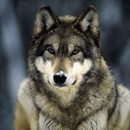 Wolf Stories - Medium