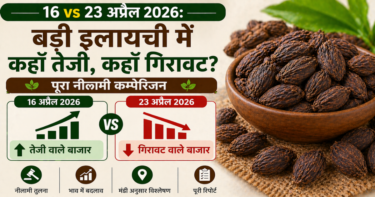 16 vs 23 अप्रैल 2026: बड़ी इलायची में कहाँ तेजी, कहाँ गिरावट? पूरा नीलामी कम्पेरिजन