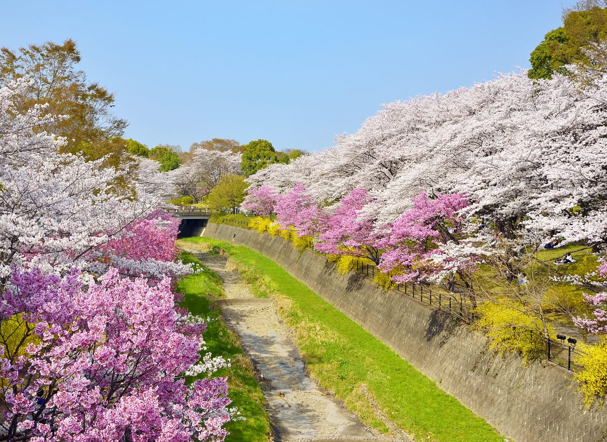 Showa Memorial Park Best Flower Park in Tokyo Japan Travel Guide