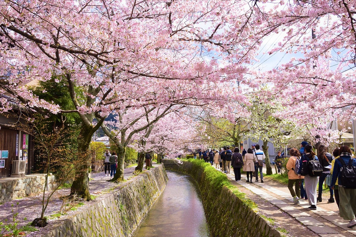 Philosopher’s Path Kyoto Cherry Blossoms 2019 – Japan ...