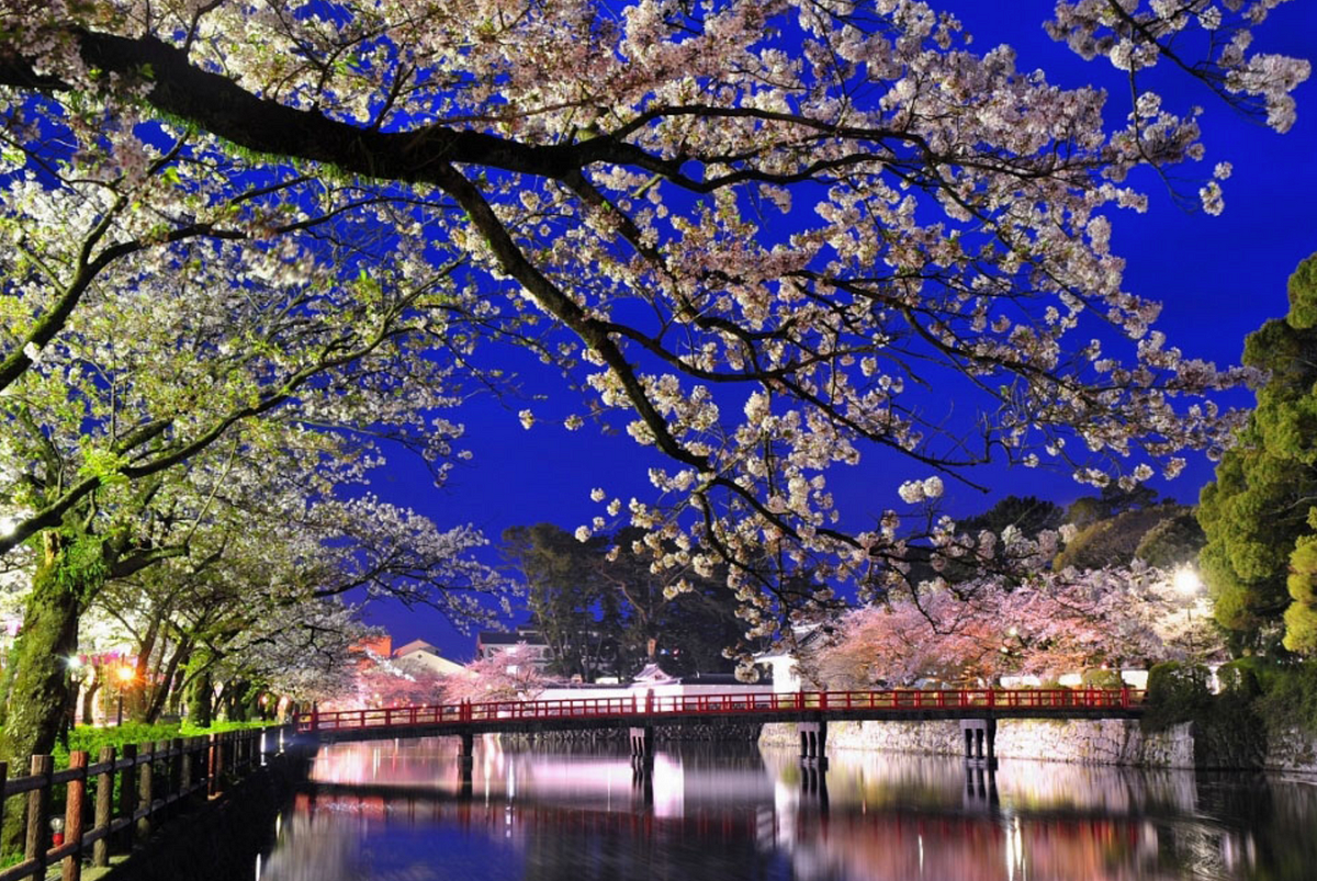 Odawara Castle Cherry Blossoms with 300 Japanese Old Cherry Trees