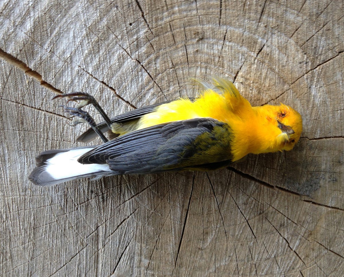 Little Yellow Bird >> Little Yellow Bird J E Theriot Medium Little Yellow Bird >> Little Yellow Bird J E Theriot Medium